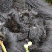  Tiny Baby Gorilla (Congo)